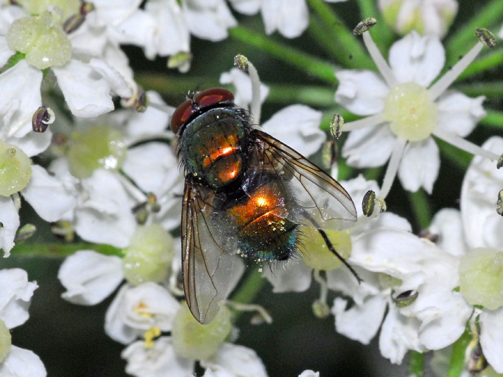 riflessi ramati : Lucilia illustris / caesar, maschio (Calliphoridae)